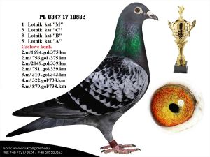 Prezentacja gołębi Mistrza sezonu 2022