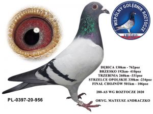 Zdjęcia gołębi, które pojawią się w najbliższym czasie na aukcji