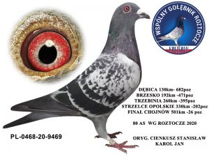 Zdjęcia gołębi, które pojawią się w najbliższym czasie na aukcji